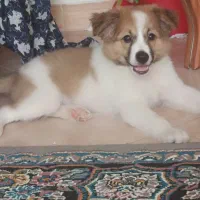 سگ پاکوتا