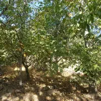 باغ فشند|فروش خانه و ویلا|هشتگرد, فشند|دیوار