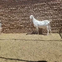 خرید فروش بز ومیش