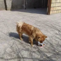 سگ ماده پاکوتاه