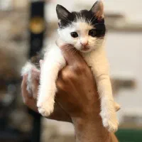 واگذاری فوری گربه DSH