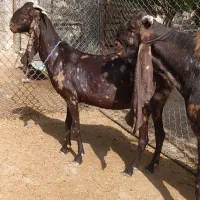 بز آبستن و نربز پاکستانی اصیل