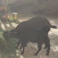 ۱۳ راس بز جون