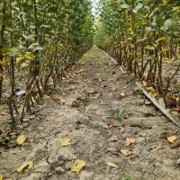 توزیع نهال سیب رندرز یکساله و دوساله|خدمات باغبانی و درختکاری|بابل, |دیوار