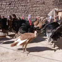 بوقلمون برنز بوربون و جوحه برهما|حیوانات مزرعه|قم, پردیسان|دیوار