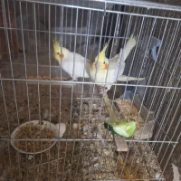 عروس هلندی|پرنده|اهواز, کیانپارس |دیوار