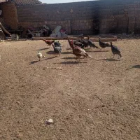 مرغ،خروس،بوقلمون،غاز. فروشی|حیوانات مزرعه|نصر آباد, |دیوار