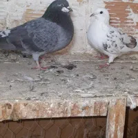 حدود ۳۵ عدد کفتر|پرنده|قرچک, مهدیه|دیوار