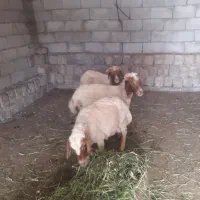 ۳راس میش جوان داشتی جفتی ۴۳مقطوع