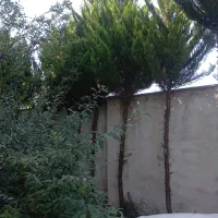فروش 30 اصلحه کاج|گل و گیاه طبیعی|رشت, فلسطین|دیوار