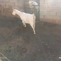 بز سانن|حیوانات مزرعه|نیشابور, ریوند|دیوار