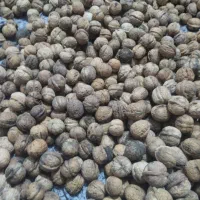 گردو|خوردنی و آشامیدنی|تهران, آهنگ|دیوار