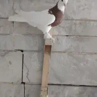 کبوتر