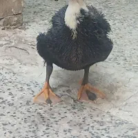 اوردک خوب|حیوانات مزرعه|اهواز, منازل کارون|دیوار