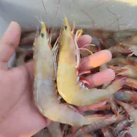 میگو،سر تیز،صورتی تازه و درجه یک