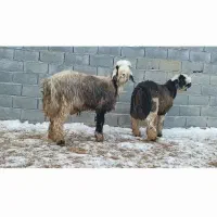 قوچ بره نرمیش