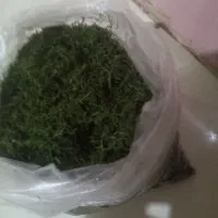 شوید خشک امسالی