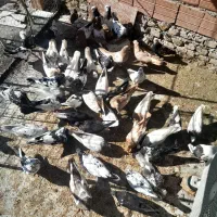 کبوتر سینه طوقی کله