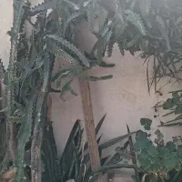 کاکتوس شاخ گوزنی و برگ|گل و گیاه طبیعی|بندرعباس, |دیوار