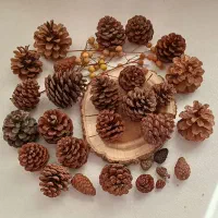 میوه تزیینی کاج