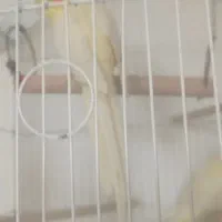 عروس هلندی|پرنده|شیراز, فرگاز|دیوار