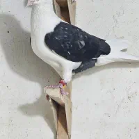 کبوتر|پرنده|برازجان, |دیوار