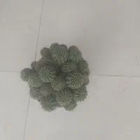 گل طبیعی وکاکتوس|گل و گیاه طبیعی|اهر, |دیوار