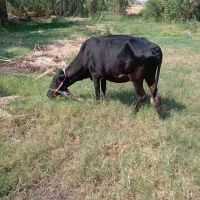 گاو فروشی