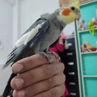 عروس هلندی سخنگو|پرنده|پاکدشت, کبودگنبد|دیوار