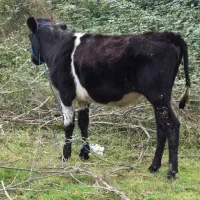 دورگ بی شاخ (لیشه)|حیوانات مزرعه|رشت, بازار|دیوار