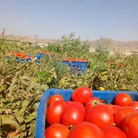 گوجه ارگانیک گوشتی مخصوص رب ورب محلی و آتیشی|خوردنی و آشامیدنی|تویسرکان, |دیوار