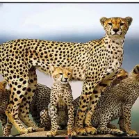 ،تلوزیون A پلاس 55اینچ