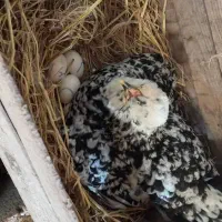 گلین لری|حیوانات مزرعه|رشت, امین الضرب|دیوار