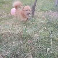 پاگوتای نردوساله