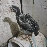 جوجه لاری|حیوانات مزرعه|شیراز, کوشک میدان|دیوار