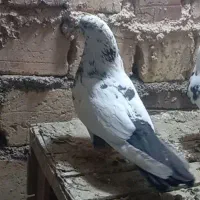 دمسیاه ماده دیشب ازگنجه زده بیرون