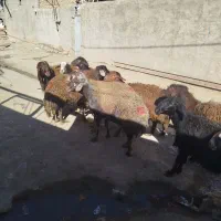 ۱۰ تا بر قوچ|لوازم جانبی حیوانات|گیان, |دیوار