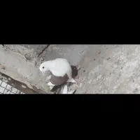پلنگ نر