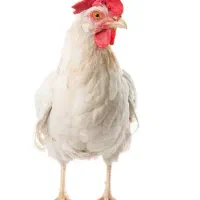 خرید و فروش خروس و مرغ اوردک بوقلمون|حیوانات مزرعه|کرج, آق تپه|دیوار