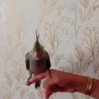 جوجه عروس هلندی 45 روزه