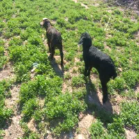 باسلام دو رس بره شیری نره وماده سالم وسرحال