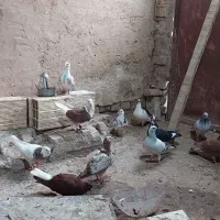 کفتر دسته