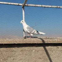 کفتر پلاکی|پرنده|شیراز, شهرک دارایی|دیوار