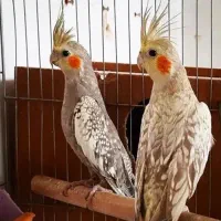 فروش پرورش آنلاین انواع عروس هلندی عرفان