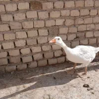 غاز