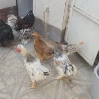 مرغ و خروس برهما|حیوانات مزرعه|مشهد, کوشک مهدی|دیوار