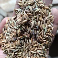 شلتوک با تراکتور