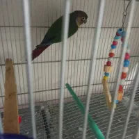 گیرینچیک مولد.|پرنده|بروجرد, |دیوار