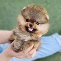 فروش ویژه پامر سایز ربز عروسکی سایز فنجونی|سگ|اصفهان, خانه اصفهان|دیوار