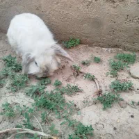 خرگوش لوپ|موش و خرگوش|یزد, |دیوار